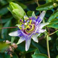 Passiflora 'Victoria' (9cm pot)