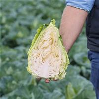 Cabbage £Caraflex£ 12 Plug Plants