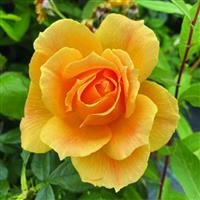 Harkness Roses Easy Going Rose in a 3 Litre Pot
