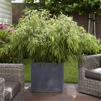 Fargesia rufa 'Fountain' Bamboo 40cm Tall Fast Growing Umbrella Bamboo (2L pot)