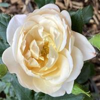Rose Susie 3L Pot