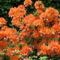 Azalea japonica Orange plant in 9cm pot x3