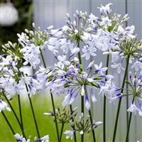 Agapanthus Fireworks plant in 9cm pots x3
