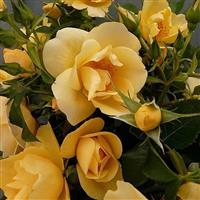 Climbing Rose Gardener's Gold 3L Pot