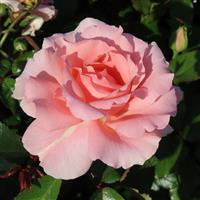 Rose 'Thank You' (3-4L pot)