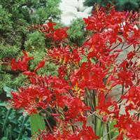 Crocosmia 'Lucifer' in a 9cm Pot