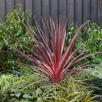 YouGarden Cordyline Charlie Boy Pair of Established Plants in 17cm Pots