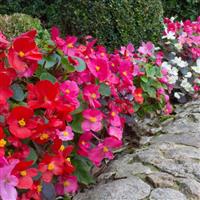Begonia 'Sahara', Set of 24 Plug Plants