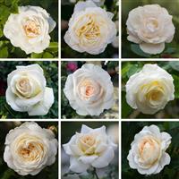 Cream Rose, Established Rose Plant in 3-4L Pot
