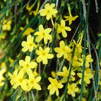 Winter Jasmine 'Jasminum nudiflorum' 3 x 9cm Pots