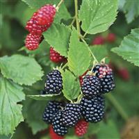 Thornless Blackberry in a 2L pot
