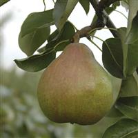 Doyenne du Comice' Pear Patio Fruit Tree 90-110cm Tall (5L pot)