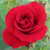 Rose 'Spirit of Britain' 3L Pot