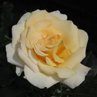 Rose 'Best Teacher Ever' 3L Pot