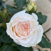 Rose Lady Carnarvon (3-4L pot)