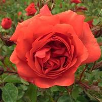 Rose Wonderful World 3L Pot