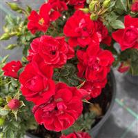 Rose 'Special Son' 3L Potted