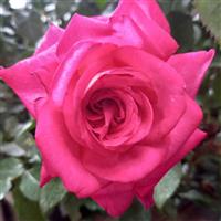 Rose 'Dr Susan Michaelis' (3-4L pot)
