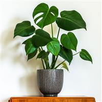 Monstera deliciosa 14cm