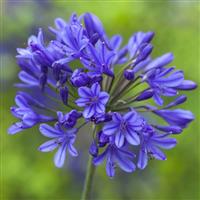 Set of 3 Agapanthus Blue (African Lily) (3 x 9cm pots)