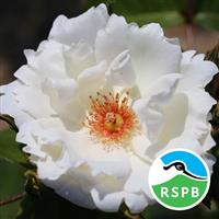 Rose Starlight Symphony (3-4L pot)