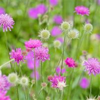 Knautia macedonica Scabious (Melton Pastels) (9cm pot)