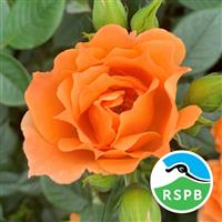 Climbing Rose 'Bridge of Sighs' in 3-4 Litre Pot