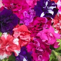 Petunia Bolero Double Flowering Garden Ready Plants x10