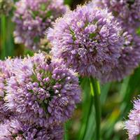 Allium 'Bubble Bath' (9cm pot)