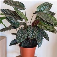 Pin Stripe Calathea