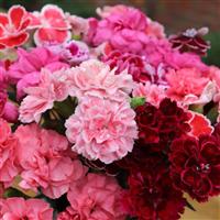 Dianthus Garden Pleasure Collection x 12 plugs