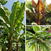 Set of 3 Banana Plant Collection (3 x 9cm pots)