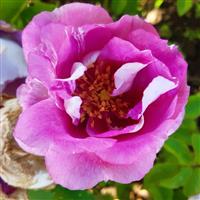 Rose 'Memories and Moments' (3-4L pot)
