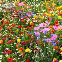 1Kg Wild Flower Meadow Seeds BUY 2 get 1 FREE Wild Bee Plant Seed Mix Free Post