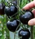 Rare Black Tomato Seeds | 100 Seeds | Grow Your Own Food | Exotic Black Tomatos