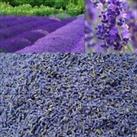 Dried French lavender strong fragrance