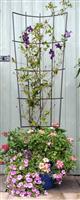 Pot Trellis - Medium (128x45cm)