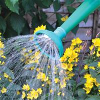 Metal Watering Can Rose