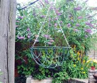 Hanging Basket - 12 Inch
