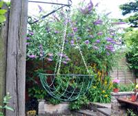 Hanging Basket - 14 Inch