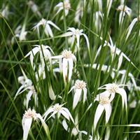Dichromena colorata - Star Grass