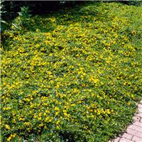Lysimachia nummularia 'Aurea' - Golden Creeping Jenny