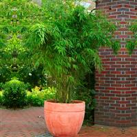 Fargesia murieliae rufa - Clumping Umbrella Bamboo - circa 80 -120cm tall
