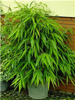 Pseudosasa japonica - Arrow Bamboo - 90-120cm tall Plants
