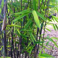 Fargesia murieliae Winter Black - Large Black Stem Umbrella Bamboo circa 100-120cms tall