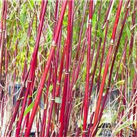 Fargesia ASIAN WONDER - Clumping Umbrella Bamboo Plants
