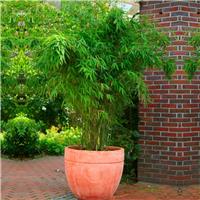 Fargesia murieliae 'Rufa' - Umbrella Bamboo - Large circa 80-120cm tall