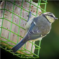 High-Energy Suet Blocks for Birds with Mealworms - Pack of 10