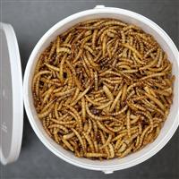 Premium Dried Mealworms for Wild Bird - 2.5 litre Tub