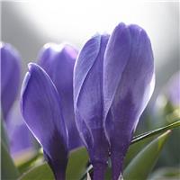 Crocus Vernus Blue - Pack of 40 Bulbs